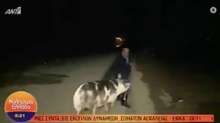 Drama As Pig Chases Journalist While Reporting On Live TV