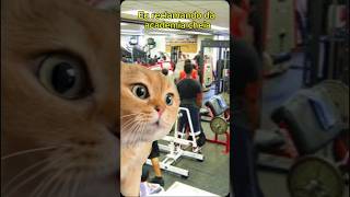 Academia a Noite #humor #gatos #gato #cats #cat #dieta #academias #treinos #treino #nutrição #fit