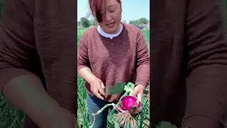 Watch me a satisfaying videos of agriculture growing fruit, vegetable, carrot, corn, onion etc 21