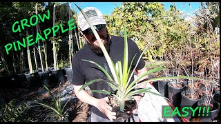 EASIEST Way To Grow Your Own Pineapple!