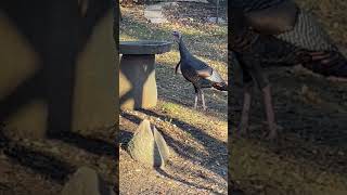 Thirsty Bird #turkeys #birds #wildlifephotography  #outdoors  #nature  #naturephotography #birdbaths