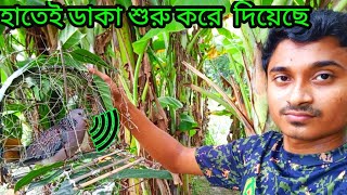 😱❤️ঘুঘু পাখি কি ভাবে হাতেই ডাকে দেখুন /ঘুঘু পাখির ডাক /gugu pakir dak /dove birds call sound.