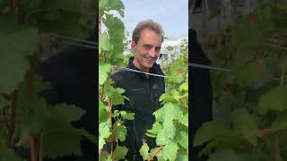 In the vineyards with Charles Lachaux from Domaine Arnoux-Lachaux