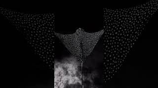 Mesmerizing spotted stingray #okean #short