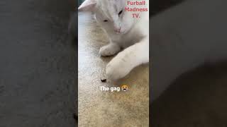 Funny Animals Videos 🤣 | Ep. 454 #shorts #viral #funny