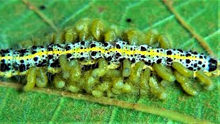 PARASITIC LIFE CYCLE OF BUTTERFLY