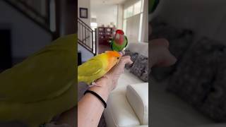 Lovebirds Birdie and Mango💕 #birds #lovebirds #funny #funnybirds