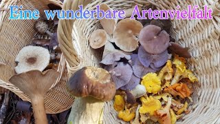 Pfifferlinge, Mönchsköpfe und mehr🍁 | Pilze sammeln November 🍄🌳