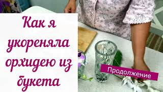 #орхидеи #орхидеиизбукета Как я укореняла орхидею из букета с цитокининовой пастой