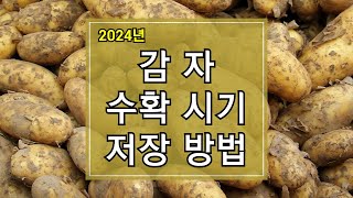 2024년 봄 감자 수확시기 및 수확방법, 저장방법 알아보기