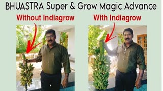 എൻ്റെ വാഴ തോട്ടം Indiagrow Product result