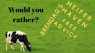 Heifer Haven - Free Advice - Would You Rather?