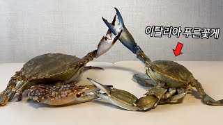 이탈리아 꽃게 VS 한국 꽃게, 전격비교!! (이탈리아 꽃게의 파란색은 지워집니다 ㄷㄷ)