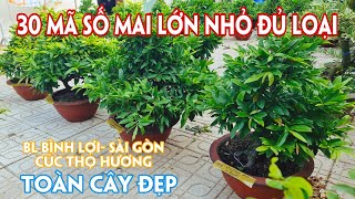 26/03.(Đã hết) Lô Mai Ghép 3-4 Mùa Thành Phẩm Đủ Loại Giống Mới Cũ Giá Rẻ. Trang 0359910781