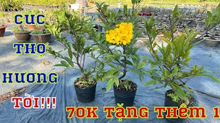 17-12-2024📲0348864584🌲thái🌲giảo tự Xoắn và cúc thọ hương giá chỉ từ 70k ✅hông mua kẻo hết🌲