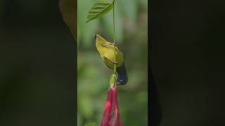 Olive-backed Sunbird in Bali, Indonesia .