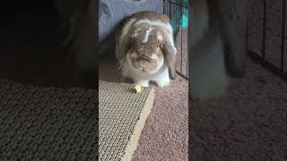 Carl eats a banana 🍌😋 (cute Holland Lop) #bunnyeatsbanana #rabbiteating