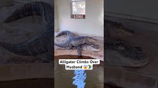 Alligator Climbs Over Husband 😱🐊#shorts #alligator