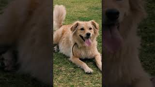 CUTE DOG RESTING AFTER PLAY #shortfeed #nature #shortvideo #pets #petlover