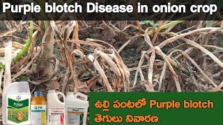 onion crop diseases | purple blotch disease | Fungal diseases in onion crop | onion diseases