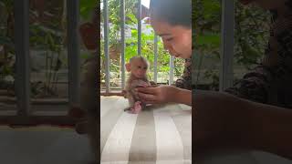 Cute BAby monkey