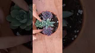 Mix & Match Succulent Arrangement