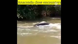 Anaconda nearly tilted the boat#shorts #snake