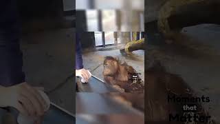 playing magic trick with monkey