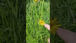 Le Salsifis des Prés, Fleur Comestible Médicinale - Meadow Salsify, Medicinal Edible Flower