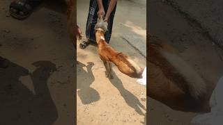 The dog head was stuck in bottel #dog #dogrescue #shortsfeed #animals #shortsvideo #shorts #short