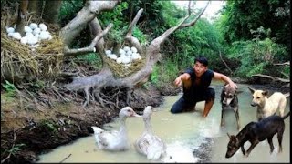 Survival in the rainforest - Man three dogs catching duck with egg and cook for dog - Eating