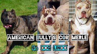 Os American Bully cor merle mais bonitos do mundo