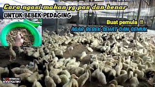 Cara ngasi makan bebek pedaging yang benar dan pas