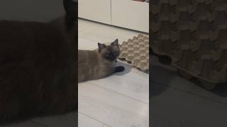 Где мои яйца?!? 🥸🫣🐈‍⬛🤪#cat #funny #love #music #short #shorts #shortsvideo #cute #like #comedy