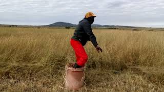 How to Prepare Animal Hay from grass..