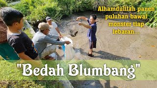 [ENG SUB] Bedah Blumbang Panen Ikan Bawal Monster Puluhan Ekor | Catch a lot of fish