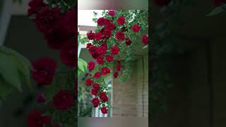 Beautiful Rose Garden