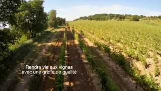 Worldwide Vineyards, greffage et surgreffage de la vigne