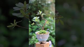 10月のさつきの挿し木湯呑みミニ盆栽 #bonsai #盆栽 #ミニ盆栽