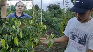 kesaksian petani lada 2 ORG tentang pupuk cair keramei buatan Mustadin, SP