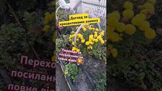 ПІДПИШИСЬ SUBSCRIBE Chrysanthemums  winter care хризантема взимку Zimowa pielęgnacja chryzantem