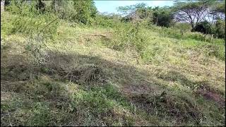 POTATO BUSINESS AND PARTNERSHIP: CLEARING AND CLEANING THE 5 ACRES, KISERIAN