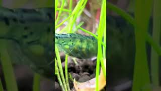 Shrimp laying eggs #shrimp #sea #ocean #shorts