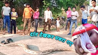 भारी भरकम😱दिखा जहरीला सर्प देखकर रह गए दंग इतने बड़े दांत!!#Snakerescuevideoindian#animalsvideo2024