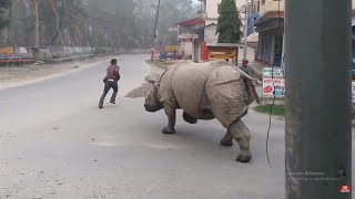 RHINOCEROS🦏 RUNS IN A TOWN | 👍ANIMALS