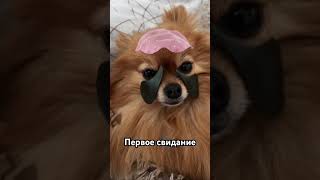 Собираюсь на свидание #юмор #шпиц #funny #собака