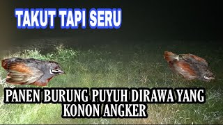 PANEN BURUNG PUYUH DIRAWA YG KONON ANGKER