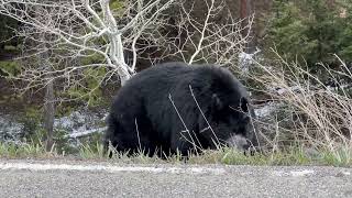 Yellowstone black bears.