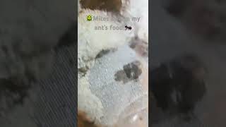 Mites swarm my ant’s food!