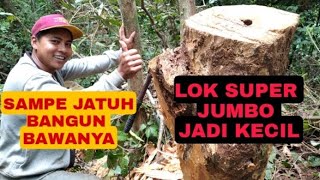 EKSEKUSI LOK ORI KLULUT ITAMA DI KAYU KERING